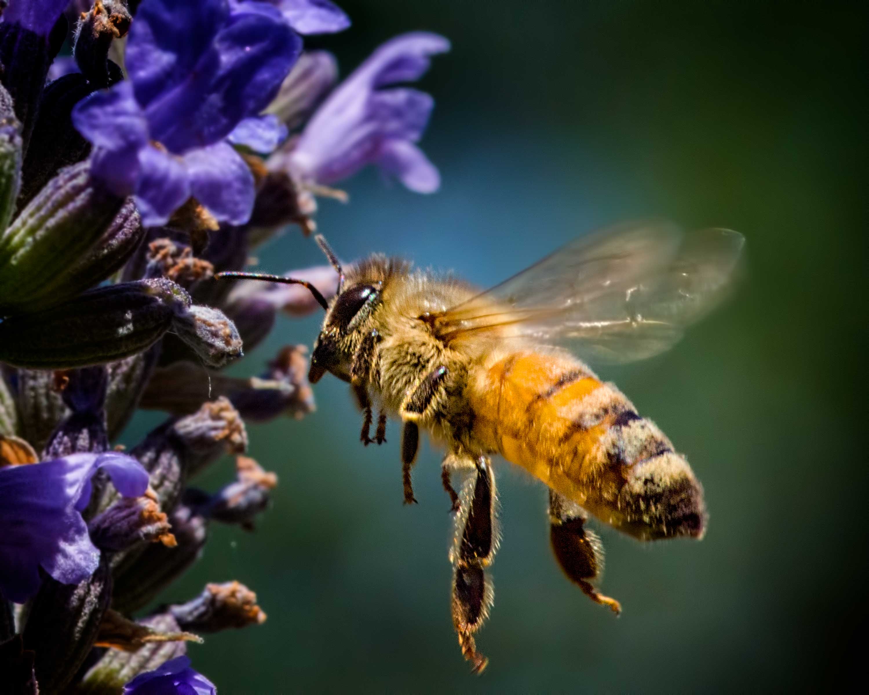 Bee flying